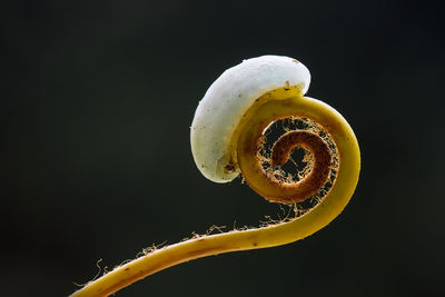 Close-up of a flower over black background