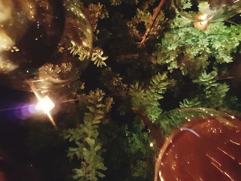 Close-up of illuminated christmas tree at night