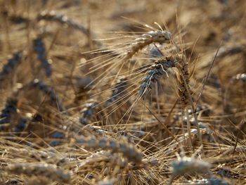 Close-up of wheat growing on field