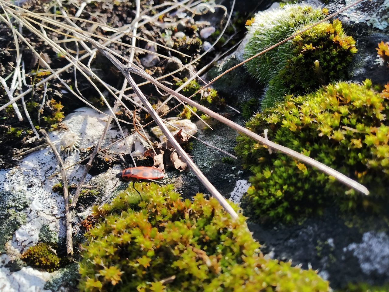 HIGH ANGLE VIEW OF LIZARD ON ROCK BY PLANTS