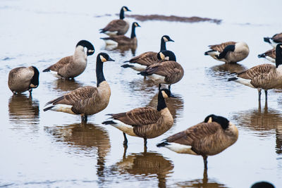 Flock of birds in lake