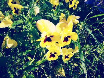 Close-up of yellow flowers blooming outdoors