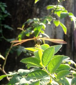 Close-up of insect on plant