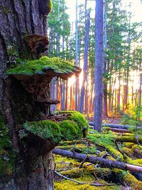 Trees growing in forest