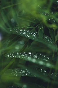 Full frame shot of raindrops on plant