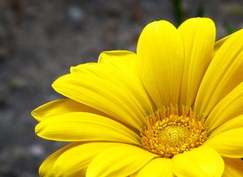 Close-up of yellow flower