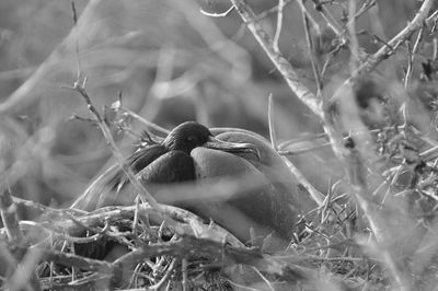 Bird perching on bare tree branch