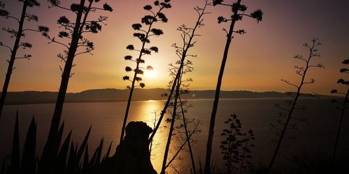 Silhouette plants by sea against sky during sunset