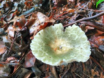 High angle view of mushroom growing on field