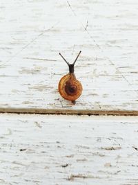 Close-up of snail on wall