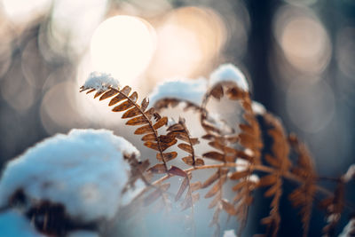 Close-up of snow on illuminated christmas tree during winter