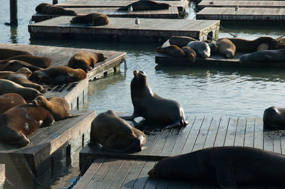 High angle view of sea lion on pier