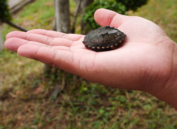 Close-up of a hand holding shell