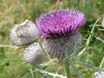 Close-up of thistle blooming outdoors