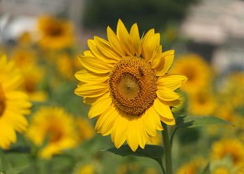 Close-up of bee pollinating on yellow sunflower