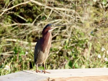 Closeup of a green heron on a wooden railing