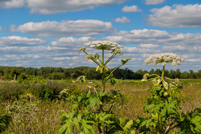 plant