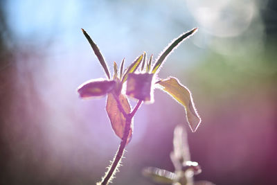 Close-up of flower against sky
