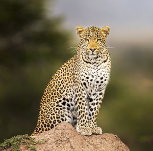 View of a cat looking away