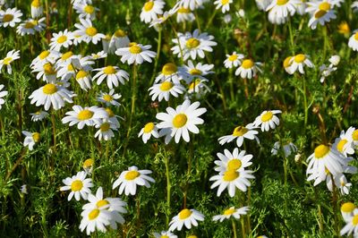 Close-up of fresh white daisy flowers