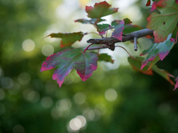 Close-up of pink flowering plant leaves