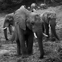 View of elephant on field