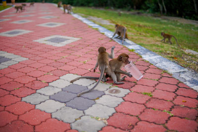 Monkeys in the park are hungry