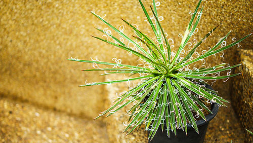 High angle view of wet plant on field