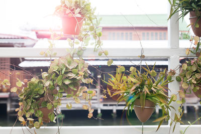 Close-up of potted plant against building