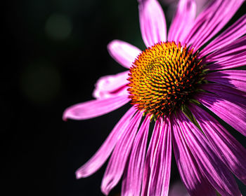 Close-up of pink flower