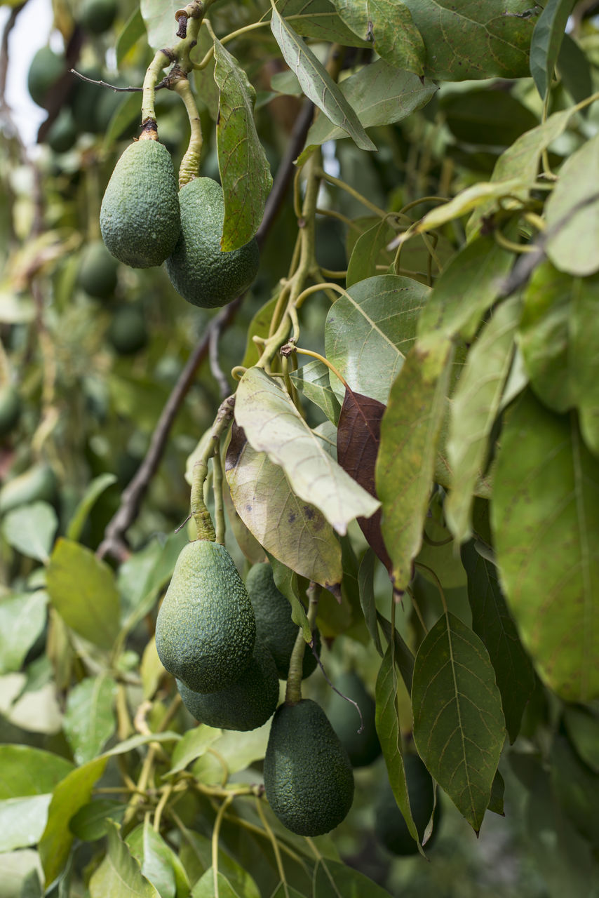 CLOSE-UP OF FRUITS GROWING ON PLANT