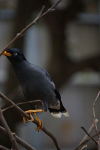 Close-up of bird perching on branch