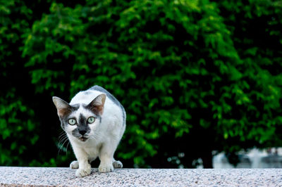 Portrait of cat by tree against plants