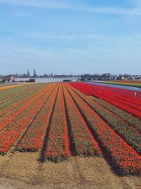 Keukenhof tulip gardens in netherlands