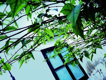 Low angle view of tree against sky