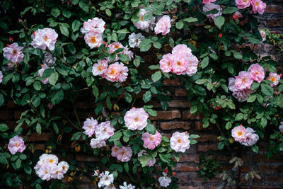 Close-up of pink flowering plants