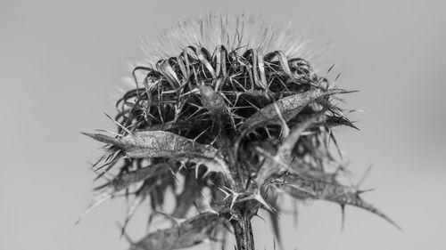Close-up of dried plant