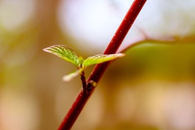 Close-up of insect on plant