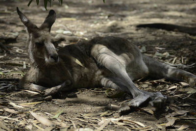 Close-up of kangaroo resting on field