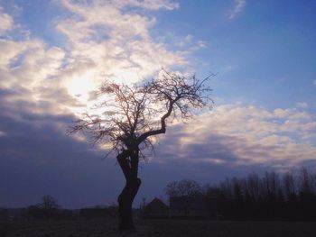 Silhouette of trees at sunset