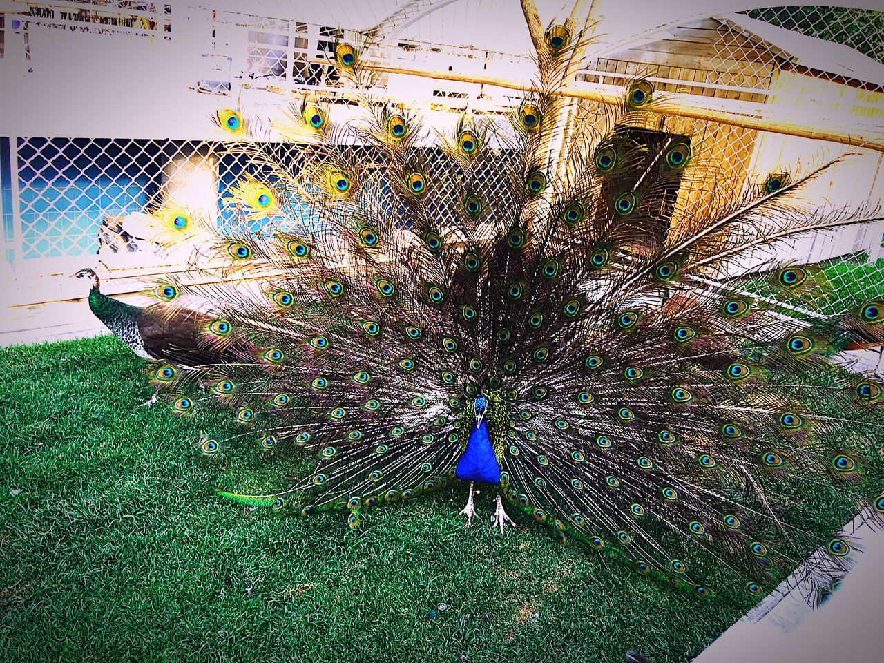 peacock, peacock feather, fanned out, bird, animal themes, one animal, feather, nature, day, outdoors, beauty in nature, animal wildlife, grass, animals in the wild, real people, full length