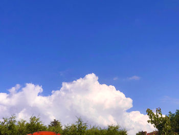 Low angle view of trees against blue sky