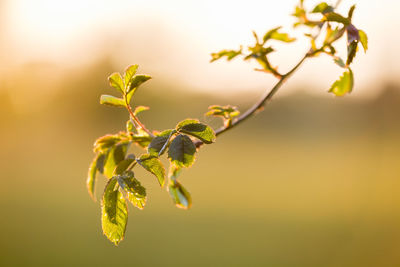 Close-up of insect on plant