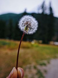 Close-up of hand holding dandelion