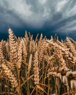Close-up of stalks in field against cloudy sky