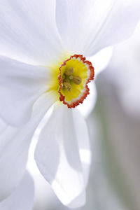 Close-up of white flowering plant