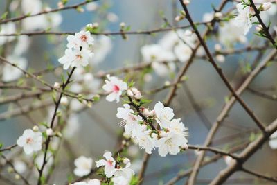 Close-up of apple blossoms in spring