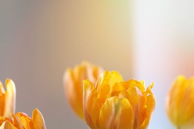 Close-up of yellow flowers