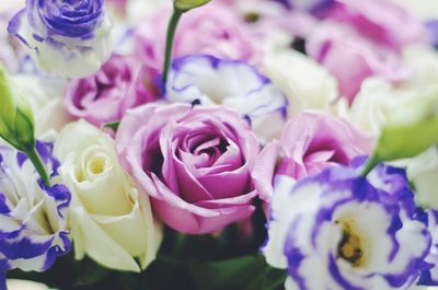 Close-up of pink roses