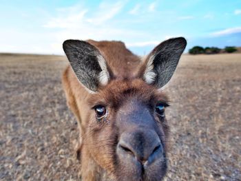Close-up portrait of a young kangaroo 